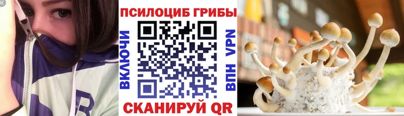 kraken как войти  Пудож  Псилоцибиновые грибы прущие грибы 